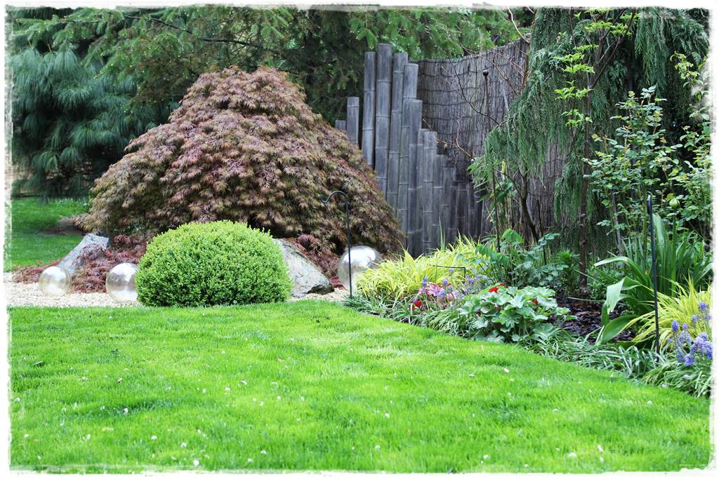 Klon palmowy w ogrodzie kompozycje 108 Klon palmowy w ogrodzie kompozycje 108