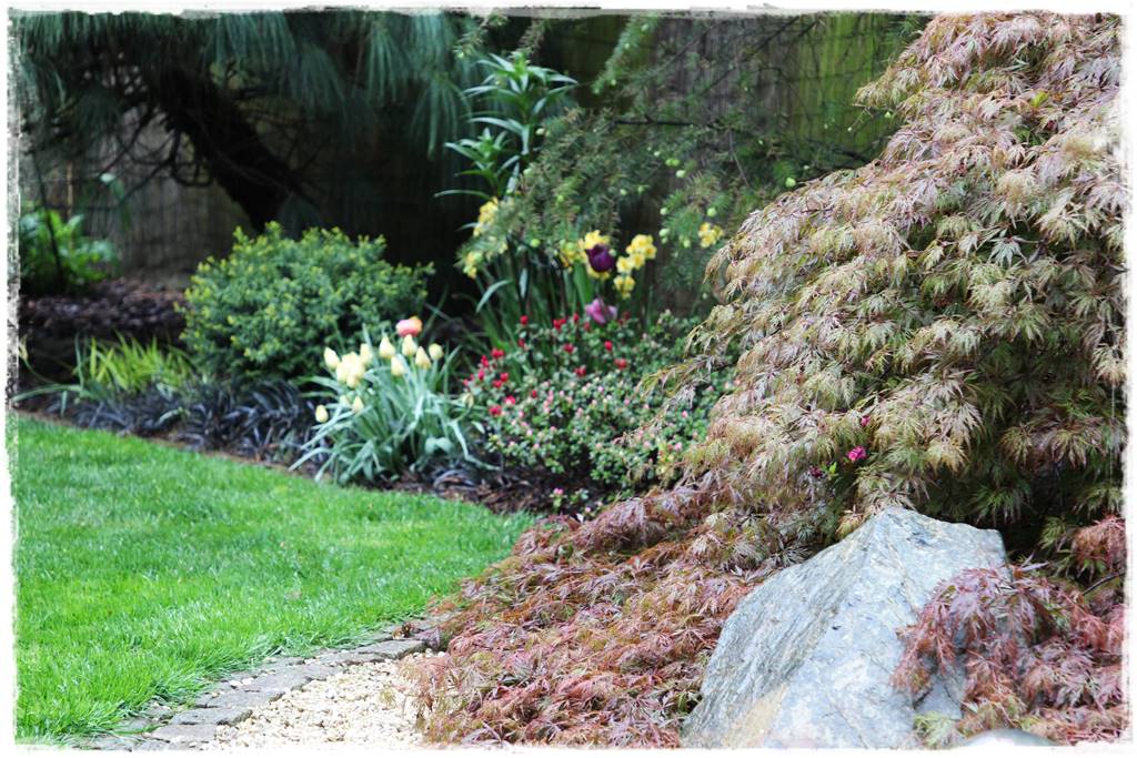 Klon palmowy w ogrodzie kompozycje 108b Klon palmowy w ogrodzie kompozycje 108b