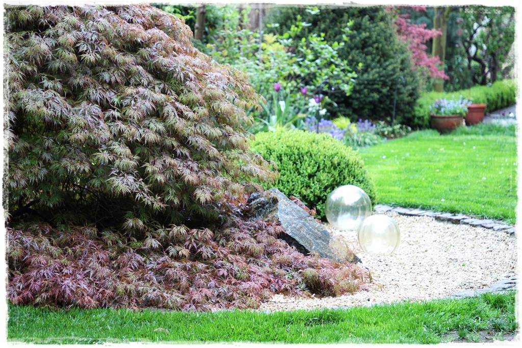 Klon palmowy w ogrodzie kompozycje 108c Klon palmowy w ogrodzie kompozycje 108c