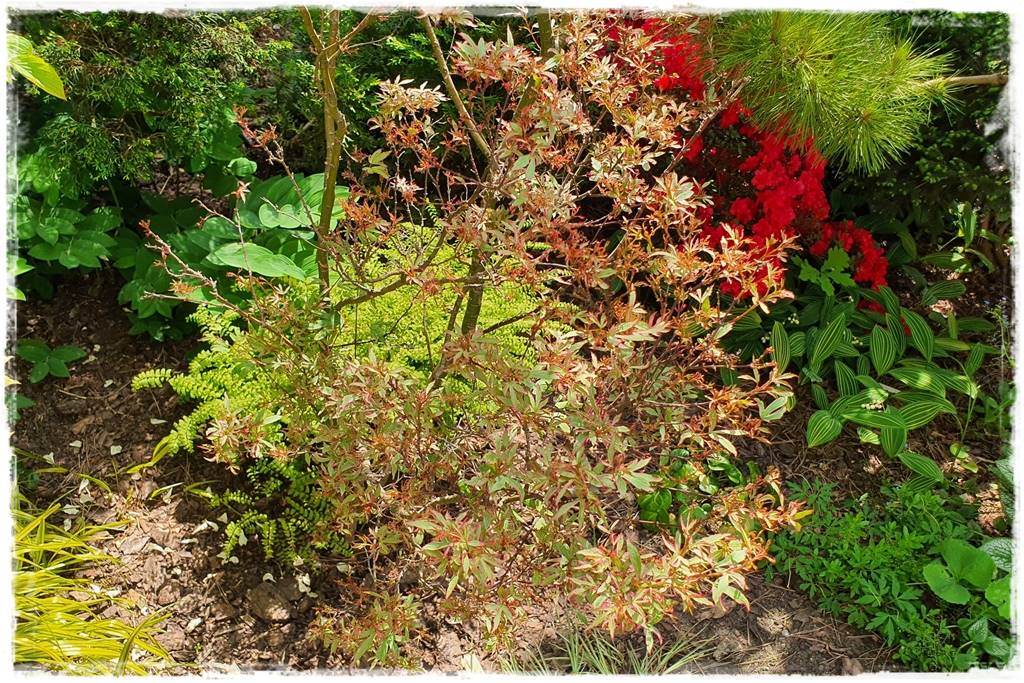 Klon palmowy w ogrodzie kompozycje 11