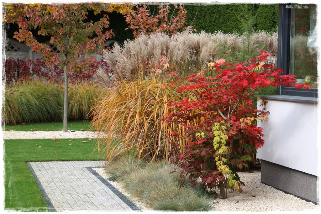 Klon palmowy w ogrodzie kompozycje 12