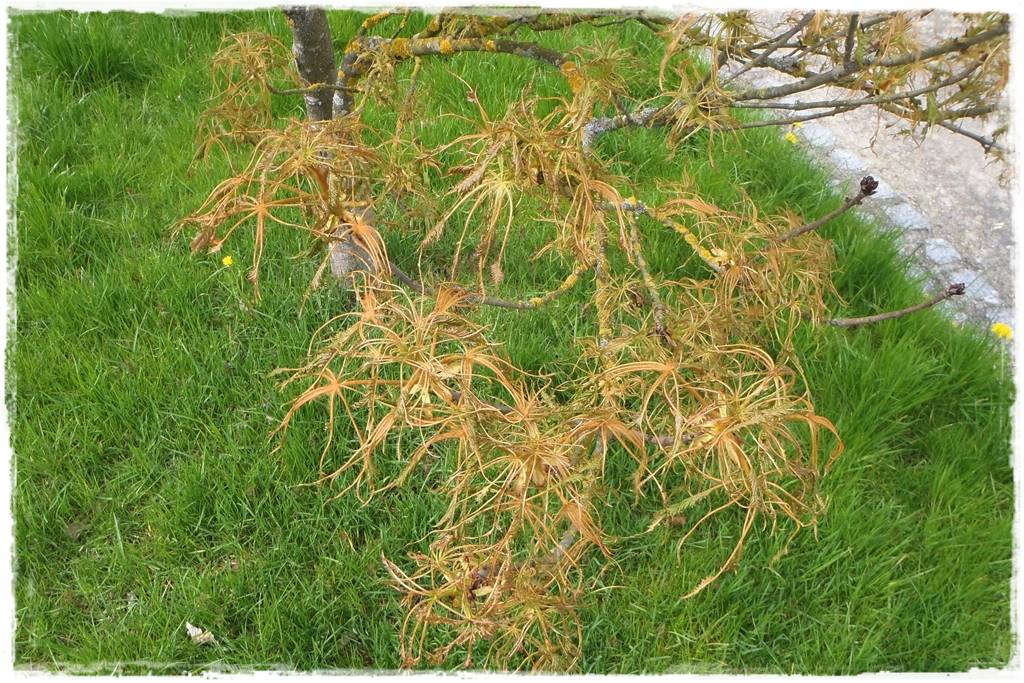 Klon palmowy w ogrodzie kompozycje 13