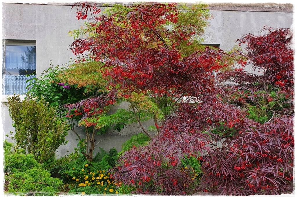 Klon palmowy w ogrodzie kompozycje 14