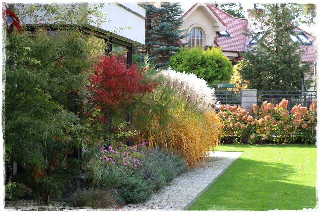 Klon palmowy w ogrodzie kompozycje 15