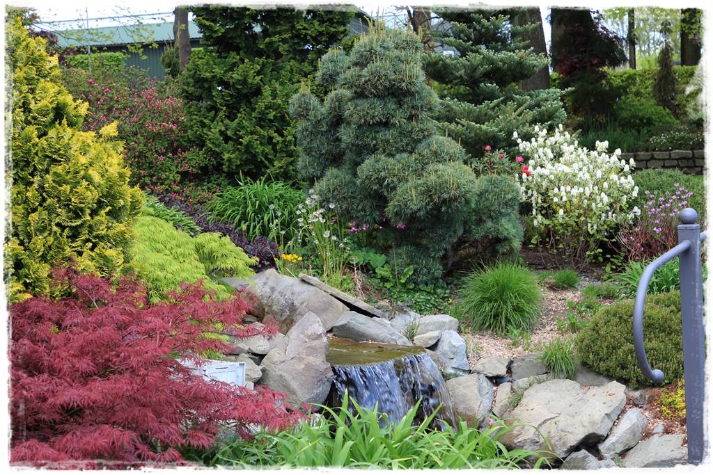 Klon palmowy w ogrodzie kompozycje 16