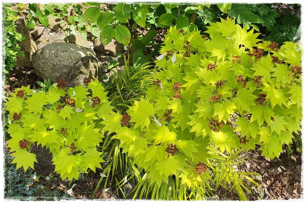 Klon palmowy w ogrodzie kompozycje 17 Klon palmowy w ogrodzie kompozycje 17