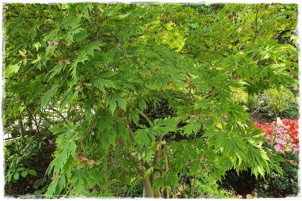 Klon palmowy w ogrodzie kompozycje 18 Klon palmowy w ogrodzie kompozycje 18