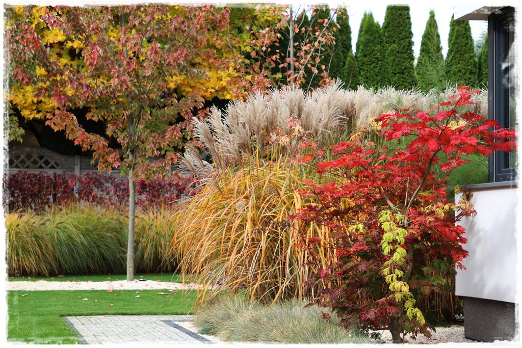 Klon palmowy w ogrodzie kompozycje 3 Klon palmowy w ogrodzie kompozycje 3