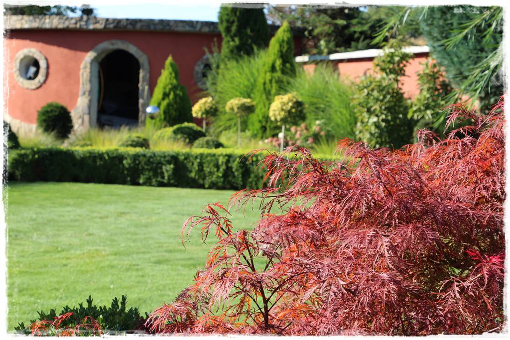 Klon palmowy w ogrodzie kompozycje 4 Klon palmowy w ogrodzie kompozycje 4