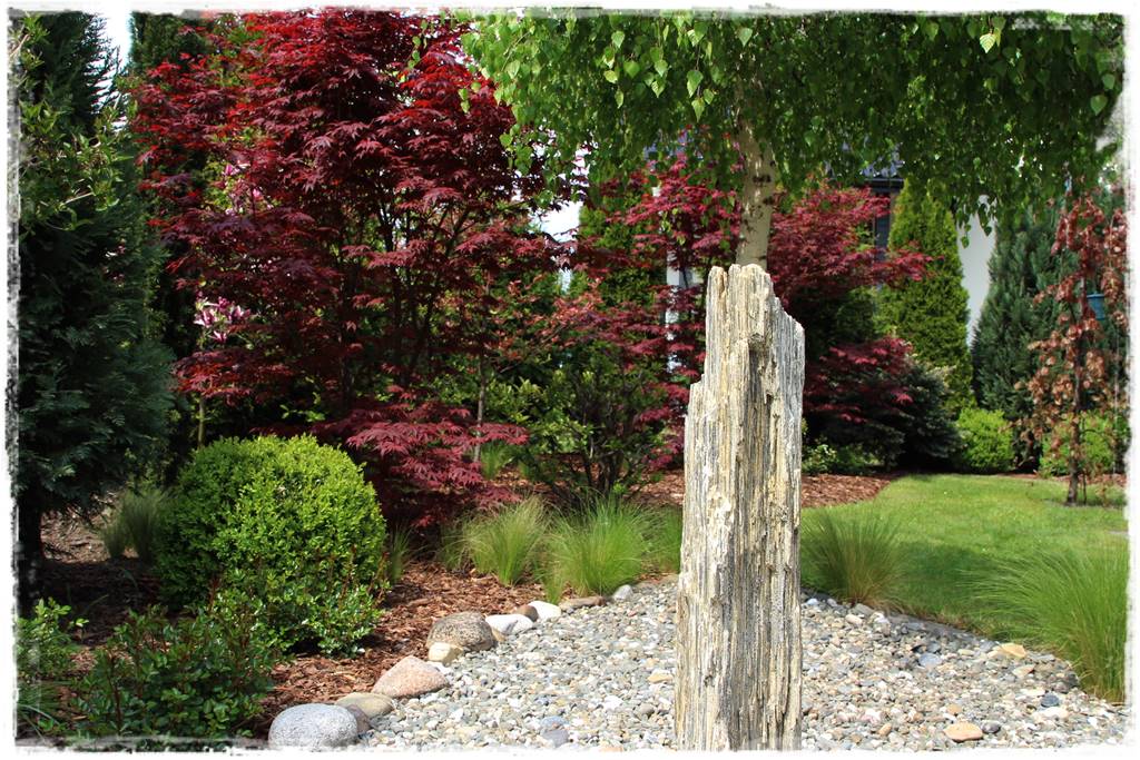 Klon palmowy w ogrodzie kompozycje 5 Klon palmowy w ogrodzie kompozycje 5