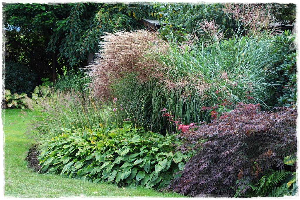 Klon palmowy w ogrodzie kompozycje 7 Klon palmowy w ogrodzie kompozycje 7