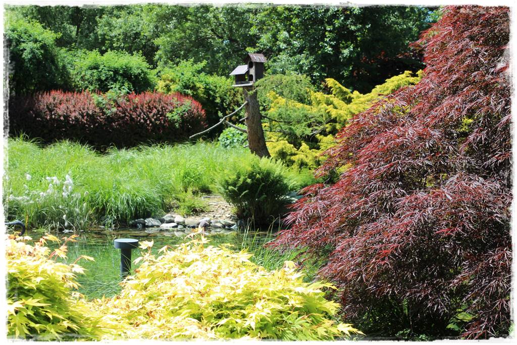 Klon palmowy w ogrodzie kompozycje 8 Klon palmowy w ogrodzie kompozycje 8