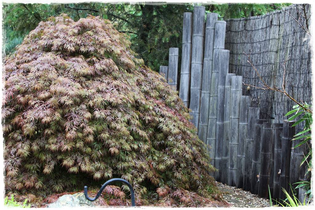 Klon palmowy w ogrodzie kompozycje 9 Klon palmowy w ogrodzie kompozycje 9