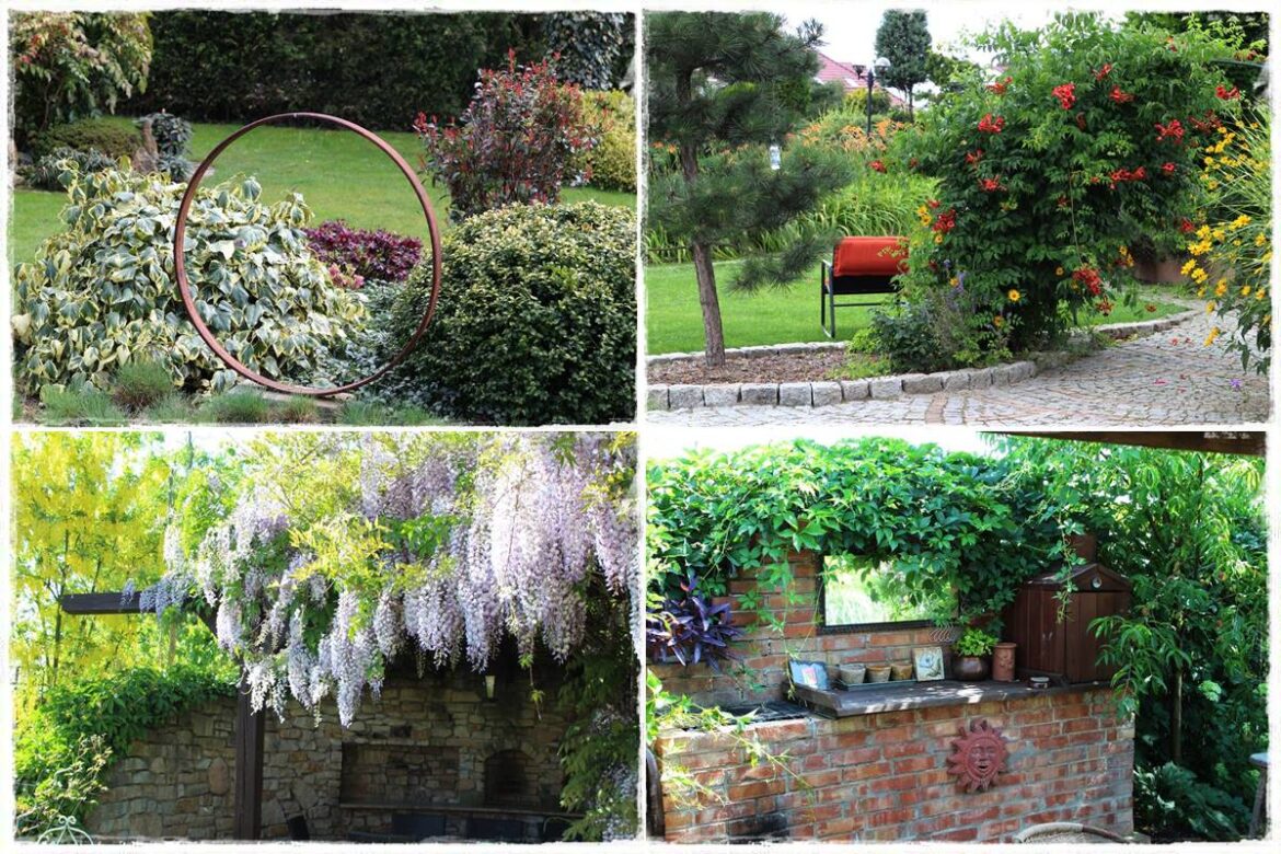 Letnie cięcie pnączy 1