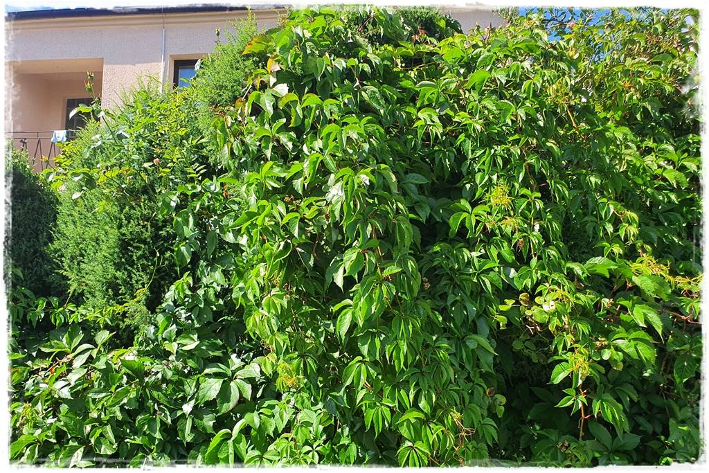 Letnie cięcie pnączy 13