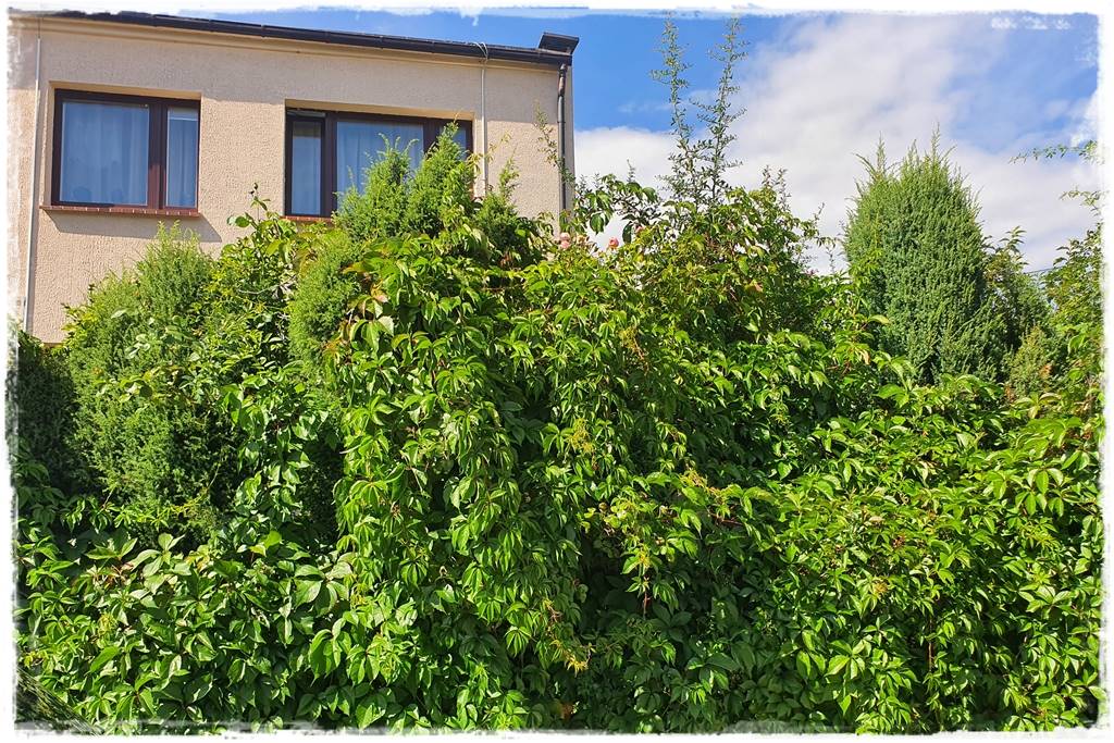 Letnie cięcie pnączy 14