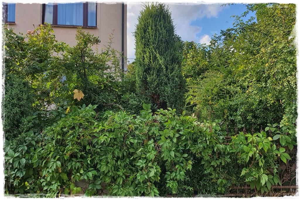 Letnie cięcie pnączy 15