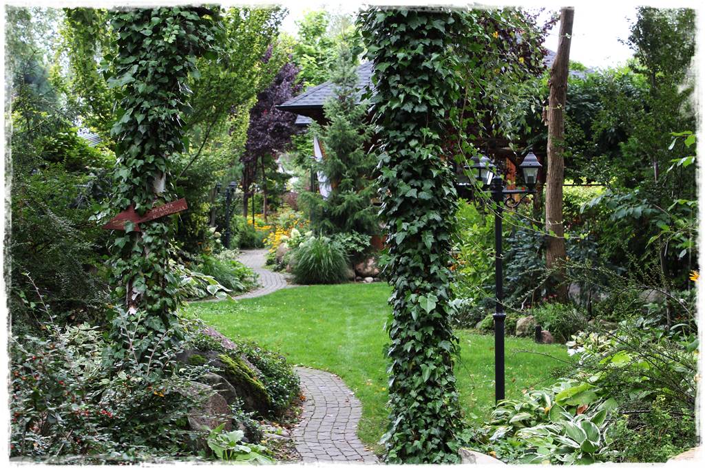 Letnie cięcie pnączy 16