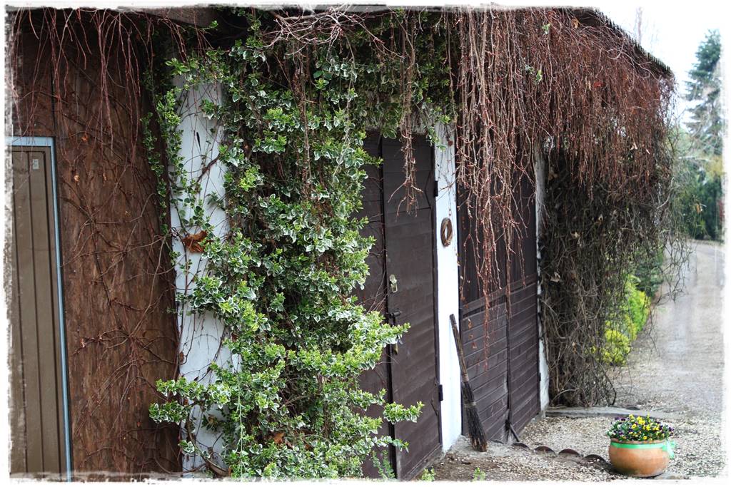 Letnie cięcie pnączy 19