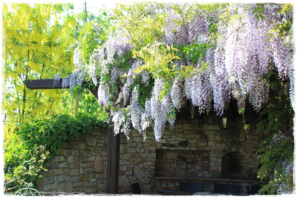 Letnie cięcie pnączy 20