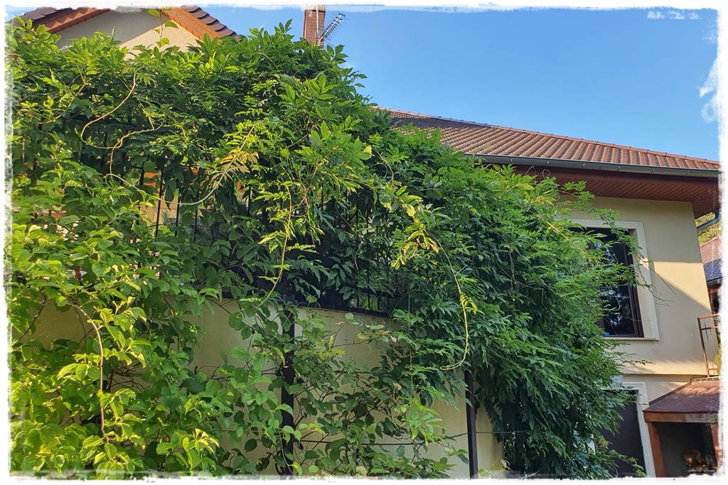 Letnie cięcie pnączy 21