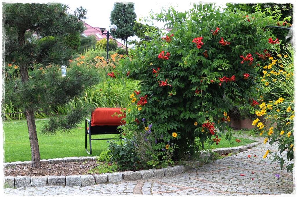 Letnie cięcie pnączy 22