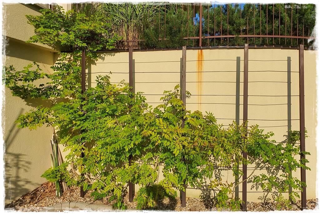 Letnie cięcie pnączy 23