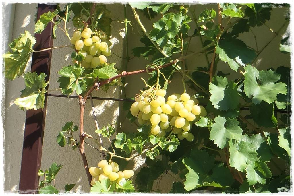 Letnie cięcie pnączy 24