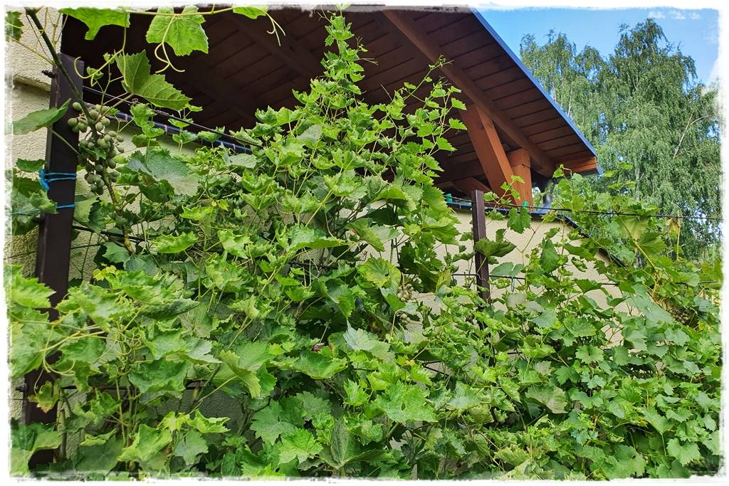 Letnie cięcie pnączy 25