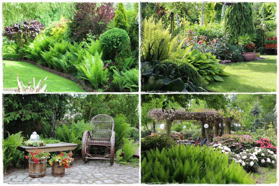 Paprocie w ogrodzie aranżacje 1