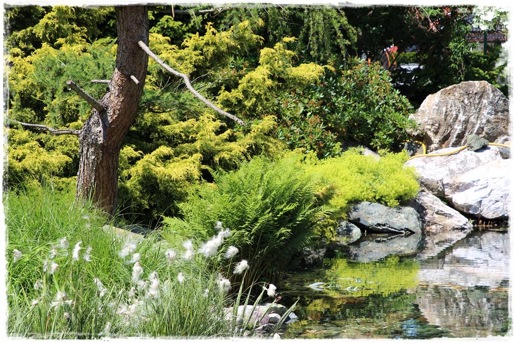 Paprocie w ogrodzie aranżacje 10