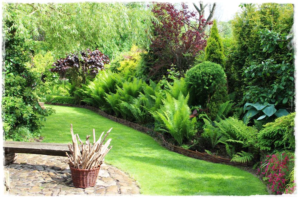 Paprocie w ogrodzie aranżacje 100d