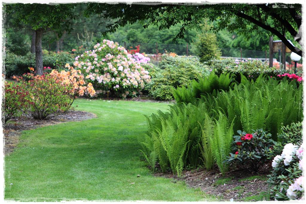 Paprocie w ogrodzie aranżacje 102b