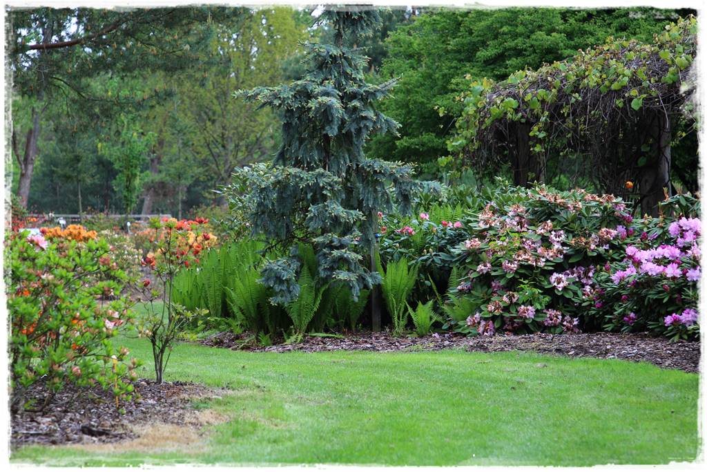 Paprocie w ogrodzie aranżacje 102c