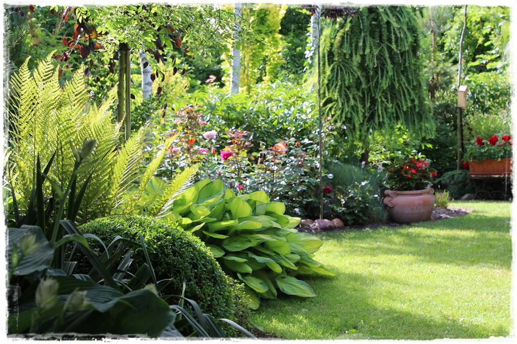 Paprocie w ogrodzie aranżacje 103