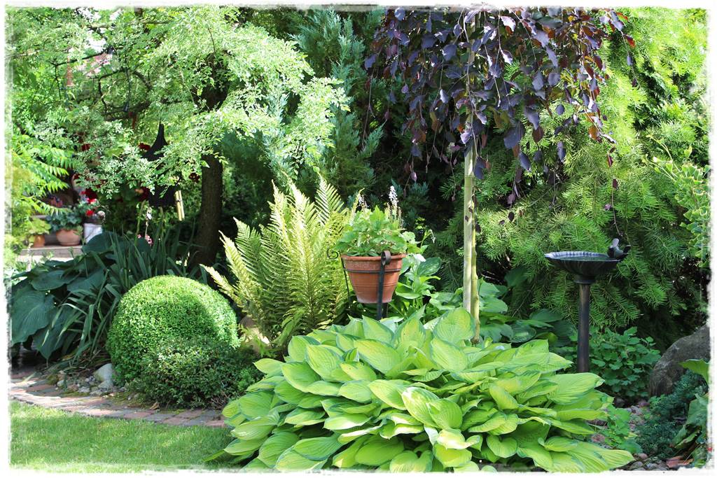 Paprocie w ogrodzie aranżacje 103b