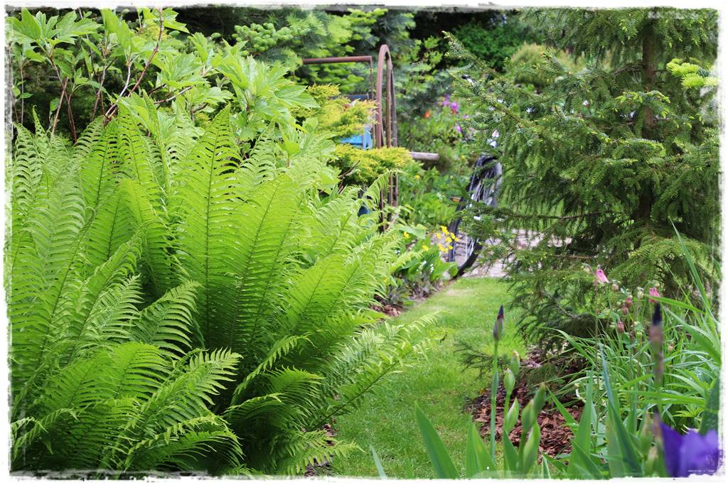 Paprocie w ogrodzie aranżacje 104