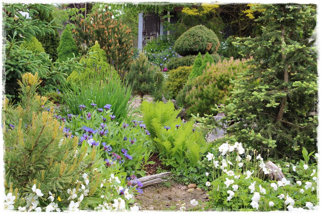 Paprocie w ogrodzie aranżacje 104d