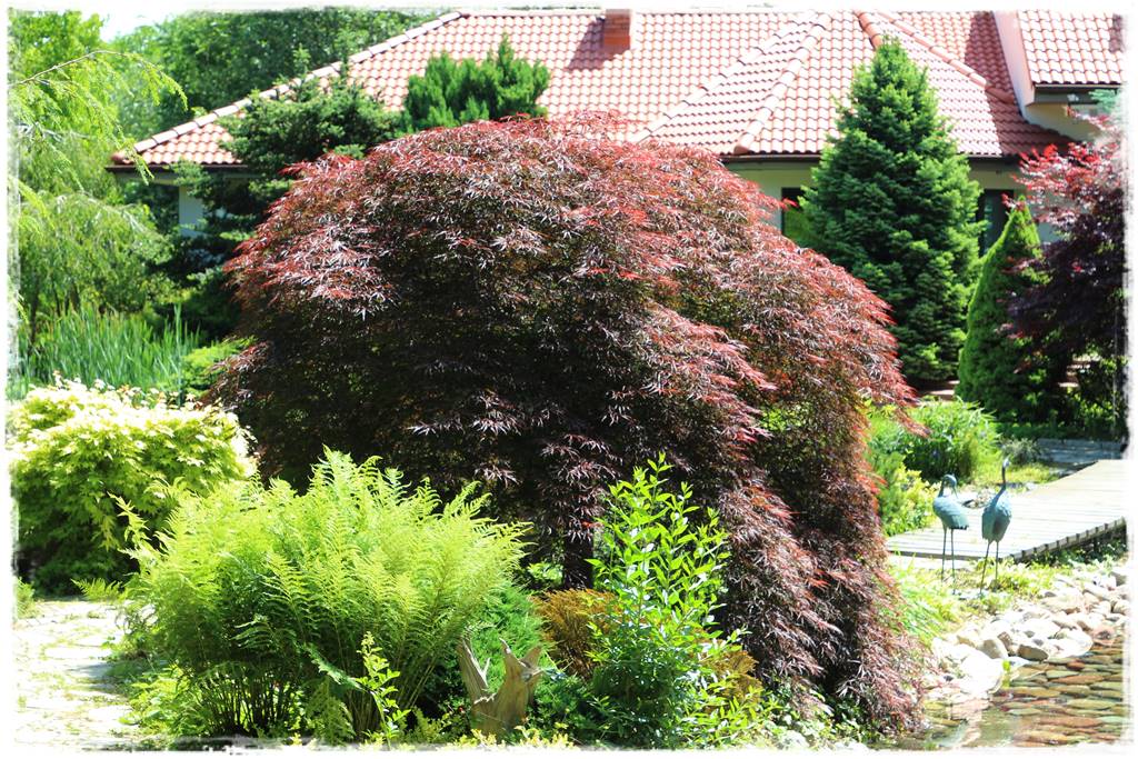 Paprocie w ogrodzie aranżacje 106b