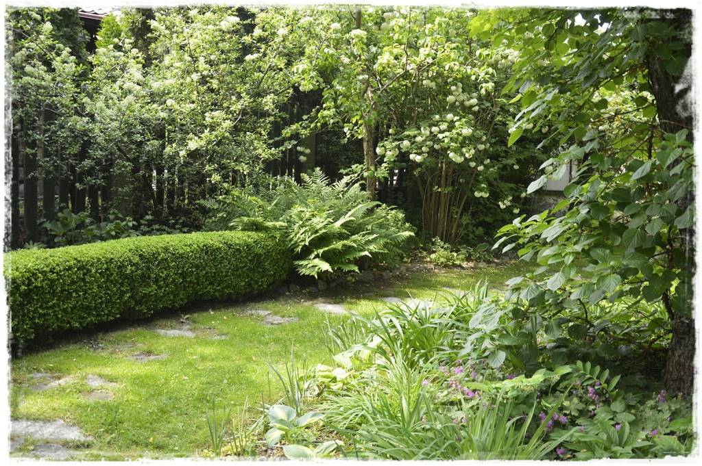 Paprocie w ogrodzie aranżacje 107d