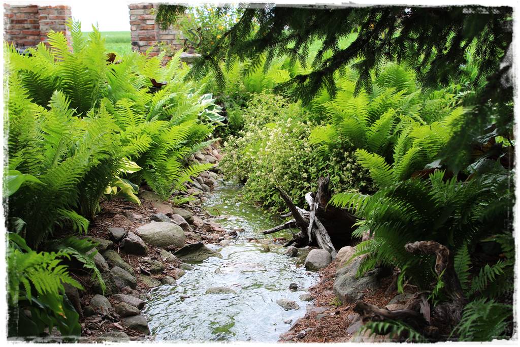 Paprocie w ogrodzie aranżacje 108