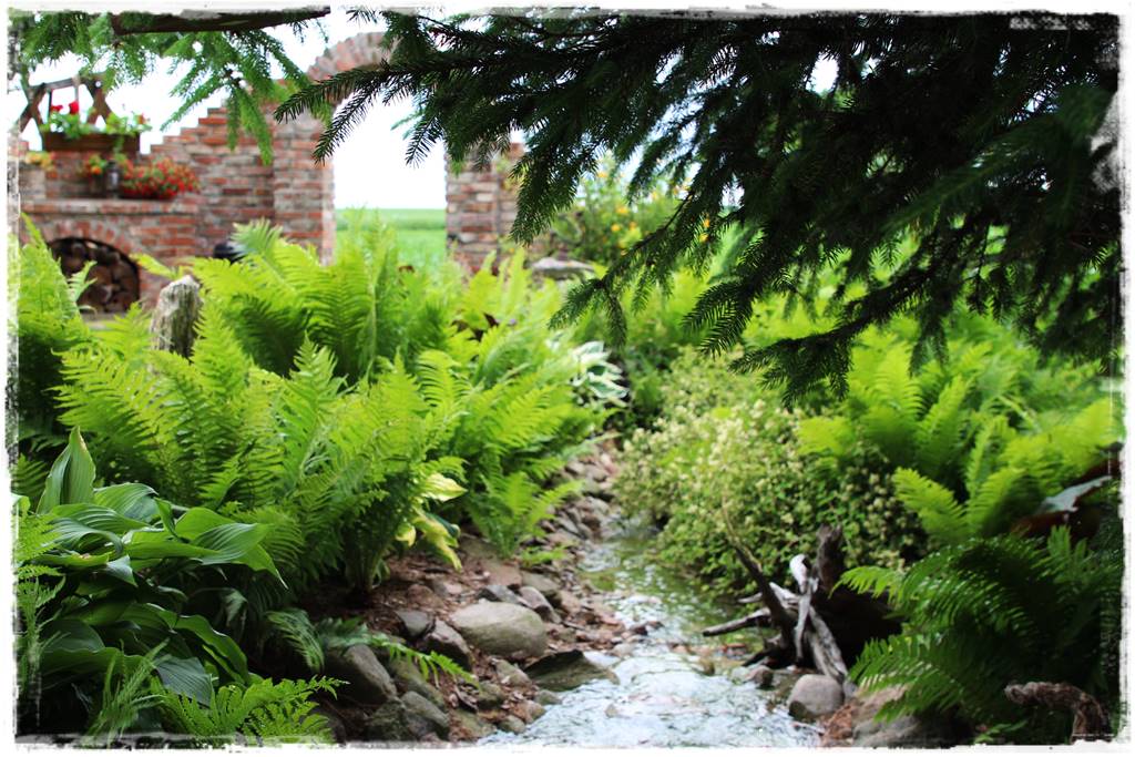 Paprocie w ogrodzie aranżacje 108b