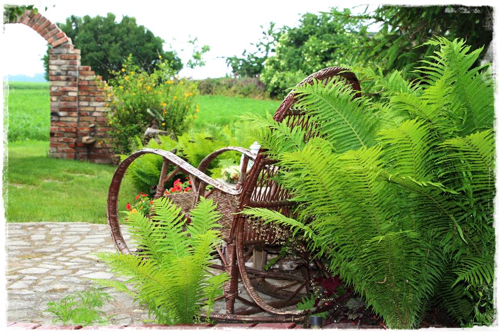 Paprocie w ogrodzie aranżacje 2