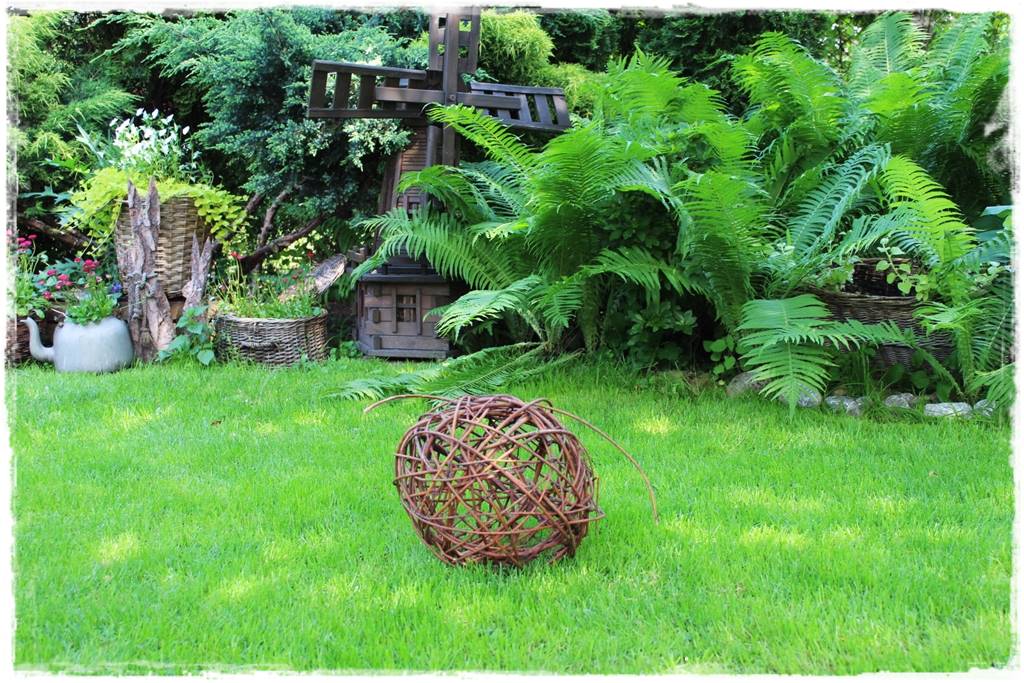 Paprocie w ogrodzie aranżacje 201