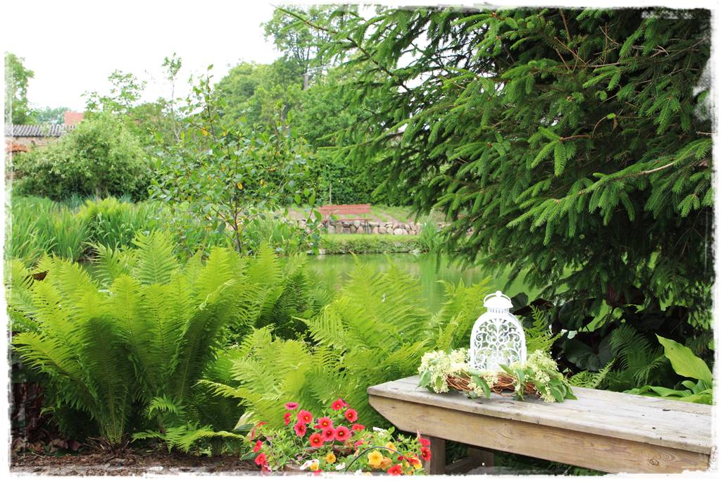 Paprocie w ogrodzie aranżacje 3