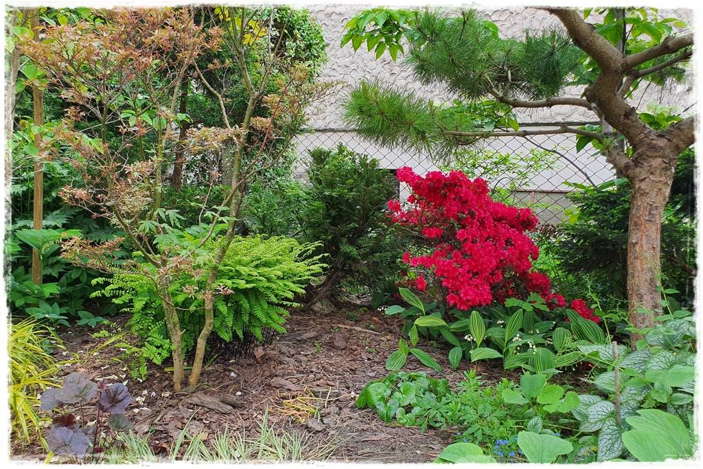 Paprocie w ogrodzie aranżacje 300