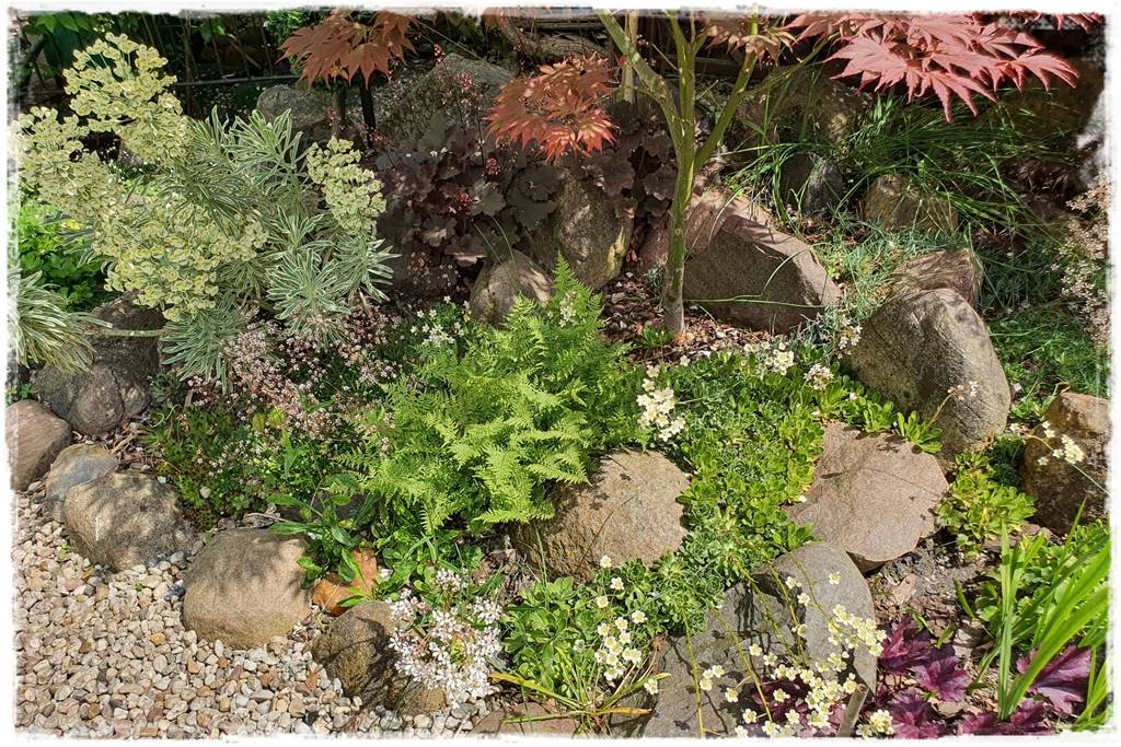 Paprocie w ogrodzie aranżacje 301