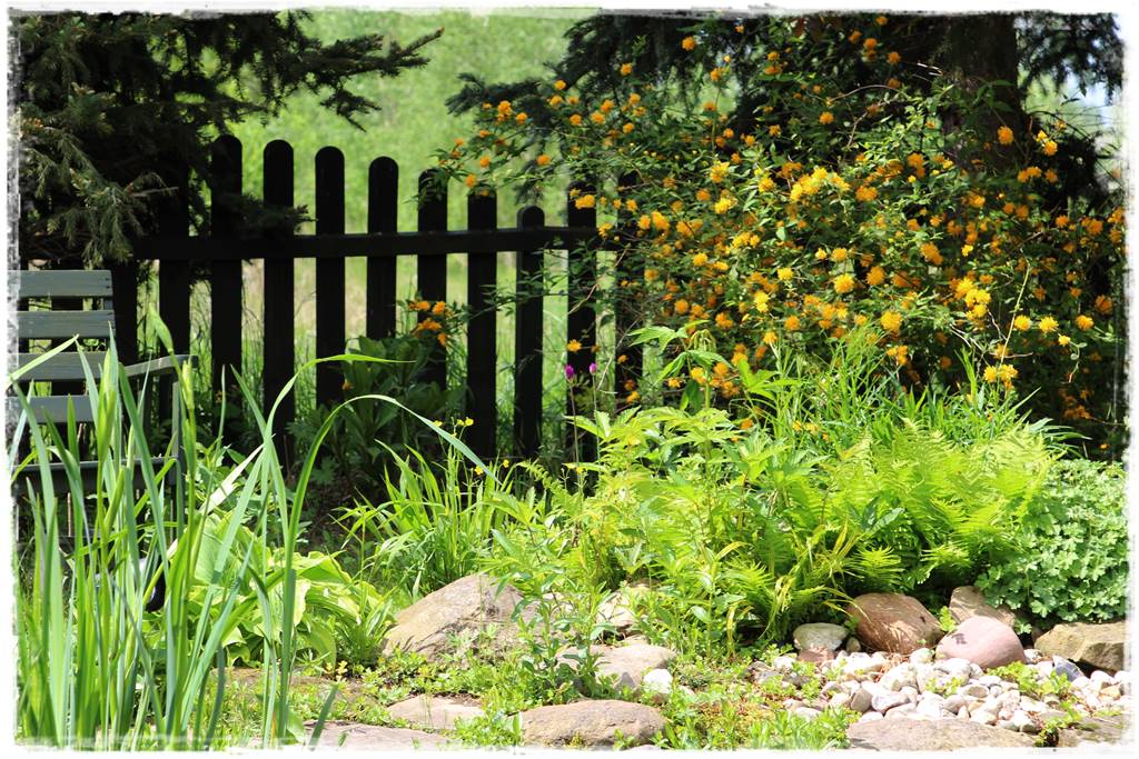 Paprocie w ogrodzie aranżacje 302