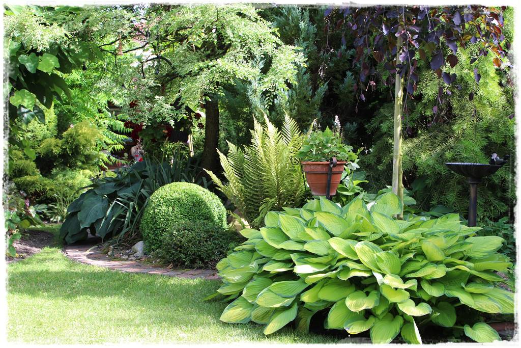 Paprocie w ogrodzie aranżacje 4