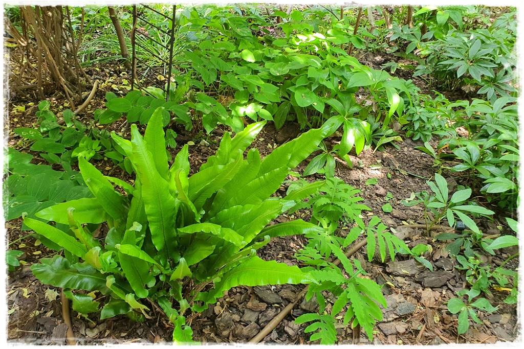 Paprocie w ogrodzie aranżacje 6